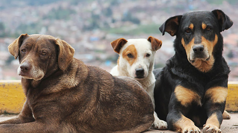 Τι αλλάζει με το νομοσχέδιο για ζώα συντροφιάς και αδέσποτα